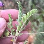 Astragalus stella Leaf