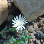 Trichodiadema densum പുഷ്പം