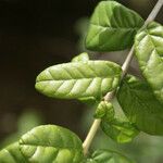 Combretum constrictum Leaf