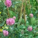 Trifolium pratense Otro