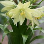 Fritillaria raddeana