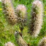 Trifolium arvense Vaisius