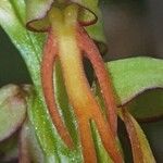 Orchis anthropophora 花