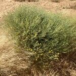 Pulicaria arabica Mosusu