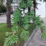 Cedrus libani 叶