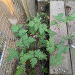 Geranium robertianumLehti