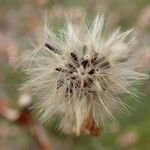 Hieracium sabaudum Fruit