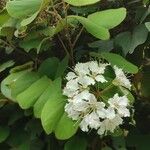 Bauhinia vahlii Blomst