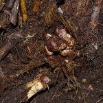 Sclerosperma mannii Sonstige