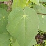 Abutilon hirtum Feuille