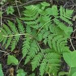 Botrychium virginianum Leaf