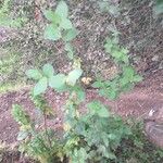 Mentha × piperita 葉
