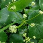 Hydrocotyle bonariensis 花