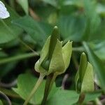 Thunbergia laevis Frukt