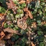 Heuchera micrantha Fruto