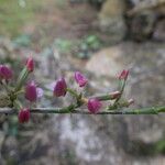 Polystachya concreta Floro