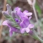 Lavandula × intermedia Flower