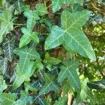 Hedera hibernica Hostoa