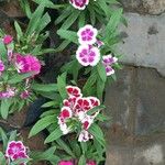 Dianthus chinensis Cvet