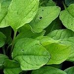 Omphalodes verna Hoja