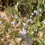 Campanula rapunculusFiore