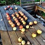 Malus domestica ᱡᱚ