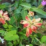 Erythrina humeana 花