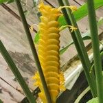 Calathea similis Flower