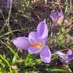 Crocus speciosus Floare