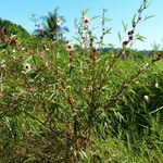 Hibiscus sabdariffa 整株植物