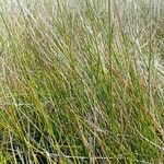 Juncus maritimus Leaf