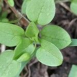 Stellaria media Blad