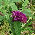 Buddleja japonica Feuille