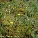 Saxifraga hirculus Pokrój