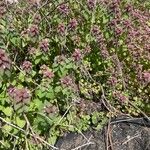 Lamium purpureumHostoa