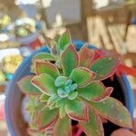 Echeveria pulvinata Ліст