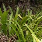 Microsorum punctatum Habitus