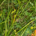 Carex pallescens Hábito