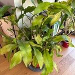 Epiphyllum oxypetalumLevél