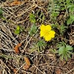 Potentilla gracilis Flower
