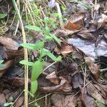 Trichostema dichotomum Hábito