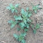 Solanum triflorum Habitatea