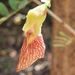 Ormocarpum kirkii Flower