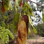 Dalbergia afzeliana Fruto