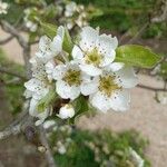 Pyrus communis Floare