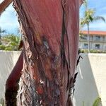 Arbutus andrachne 樹皮