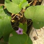 Ipomoea triloba পাতা