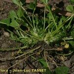 Trifolium suffocatum Pokrój