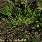 Trifolium suffocatum عادت