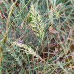Gastridium ventricosum Flor